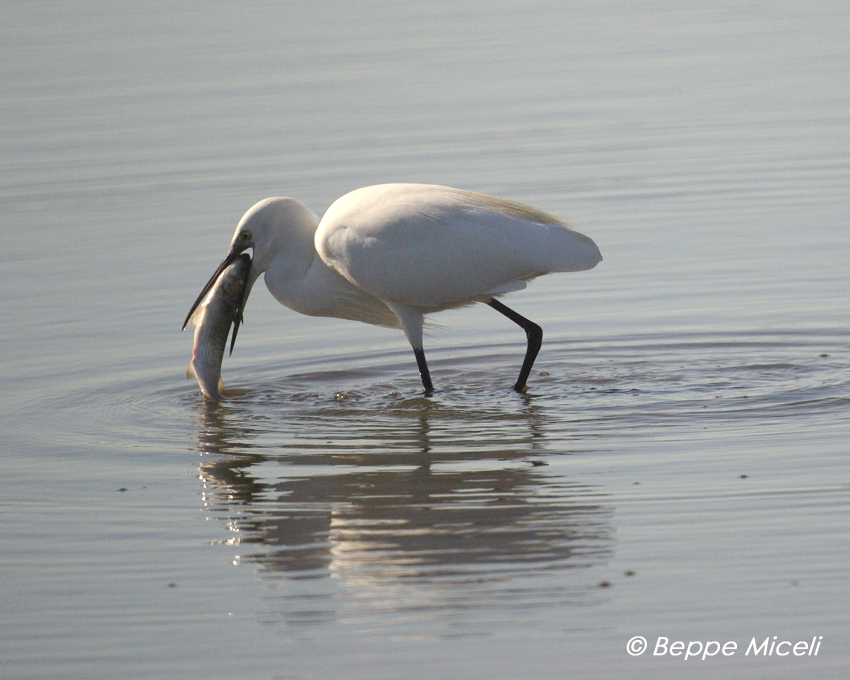 Egretta garzetta - Garzette in caccia